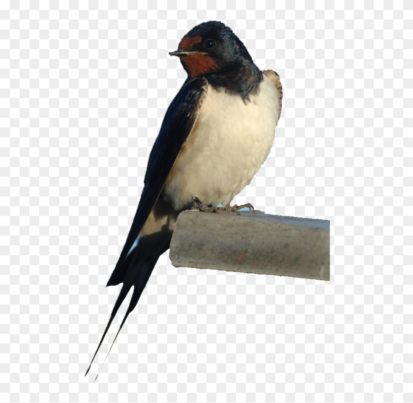 Bird Nest Barn Swallow Barn Owl - Swallow Bird #1217151