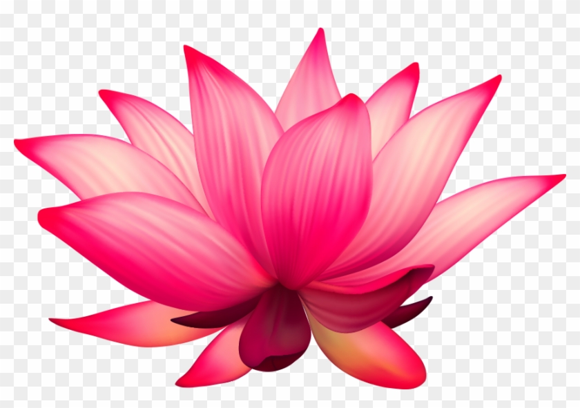 Nelumbo Nucifera Flower Stock Photography - Lotus Vectors #1217155