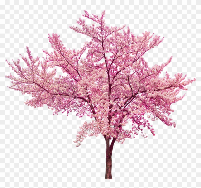 Cherry Blossom Cerasus - Cherry Tree White Background #1217170