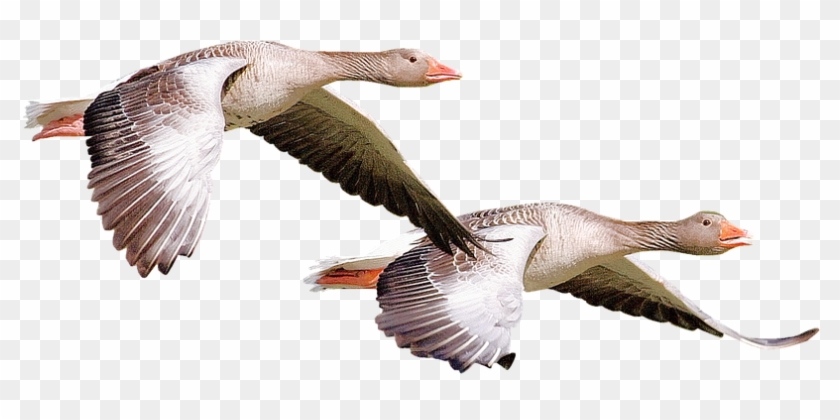Isolated, Wild Duck, Bird, Nature - Wildente Png #1217173