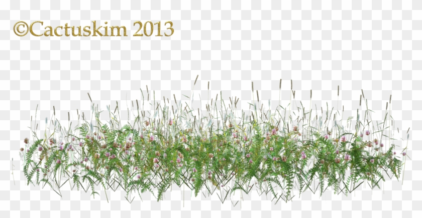 Wild Flowers And Grass/weeds Png Kl By Cactuskim - Png Grass Wild Flowers #1217179