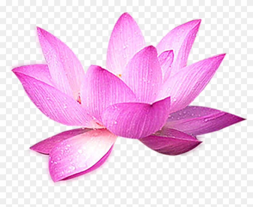 Nelumbo Nucifera Computer File - Sacred Lotus #1217182