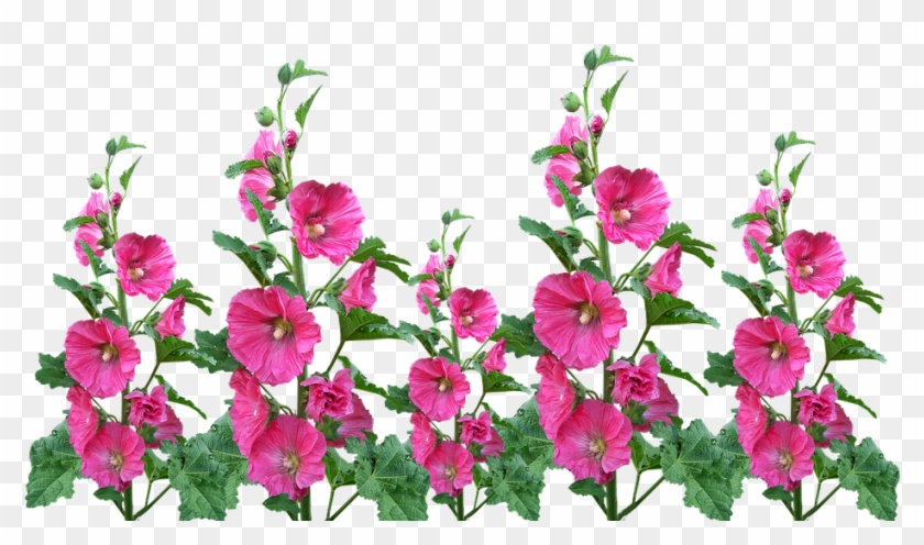 Hollyhocks, Flowers, Garden, Blooming, Cut Out - Jardin De Flores Png #1217195