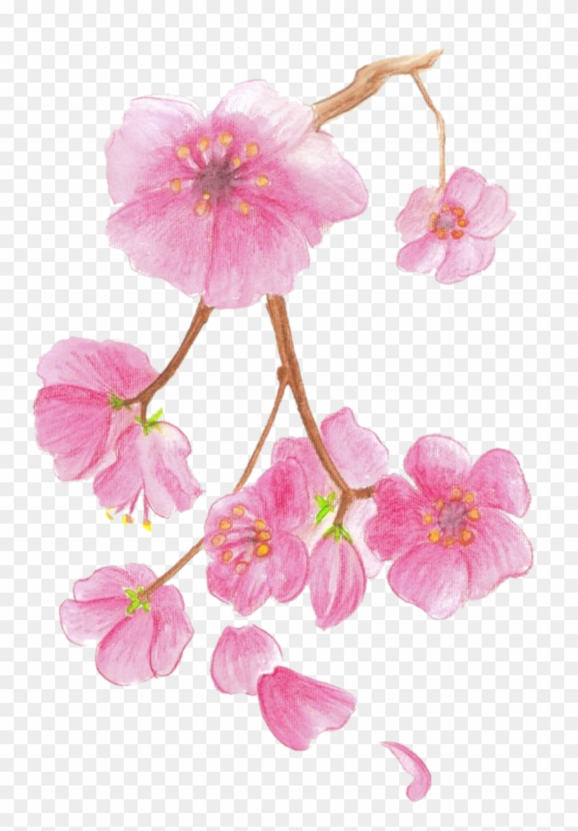 Com For Your Desktop - Cherry Blossom Colored Pencil #1217200