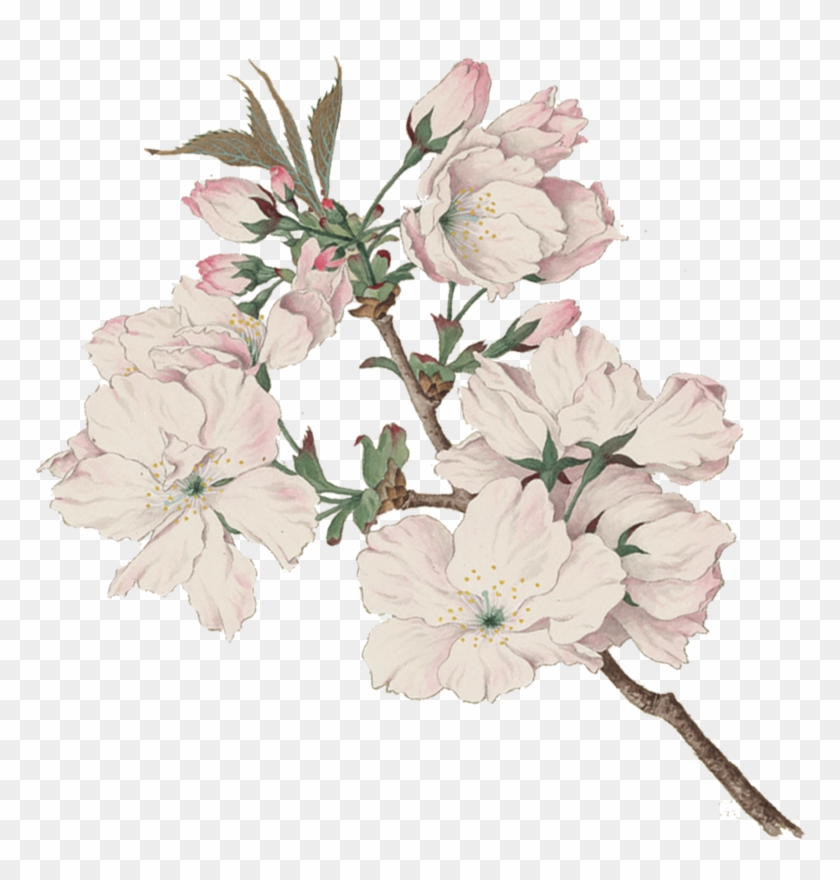Bitterness 0 Ibus - Montmorency Cherry Blossom #1217214