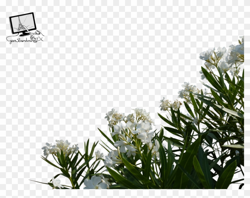 Fleurs Blanches Png By Jean52 - Fleurs Blanches Png #1217219