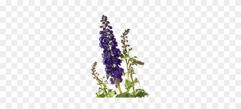 Larkspur Delphinium - Delphinium Meaning #1217237