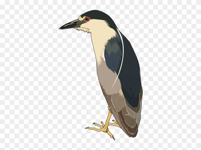 Free Black Crowned Night Heron Clip Art - Custom Black Crowned Night Heron Shower Curtain #1217450