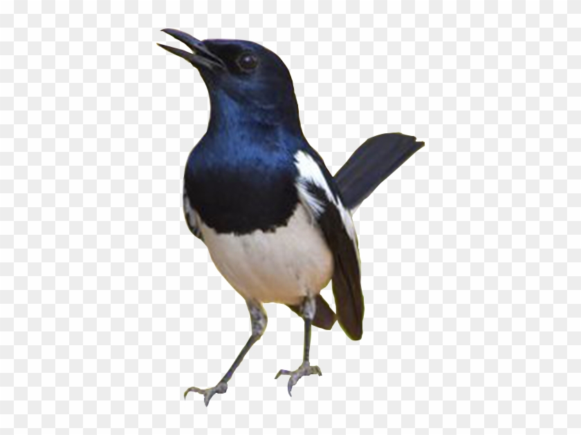 Gambar Burung Kacer - Burung Kacer Vector #1217756