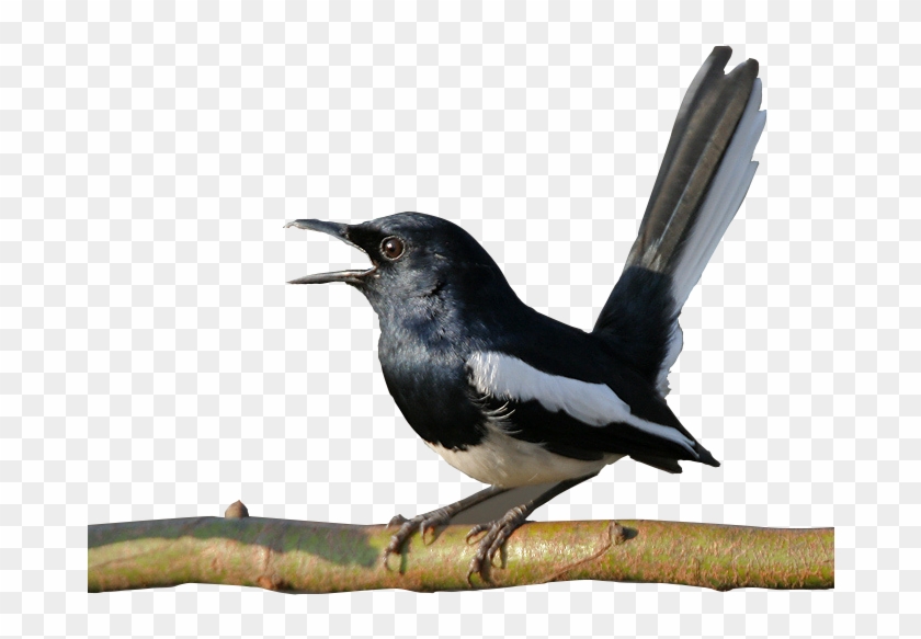 Gambar Burung Kacer - Oriental Magpie Robin #1217759