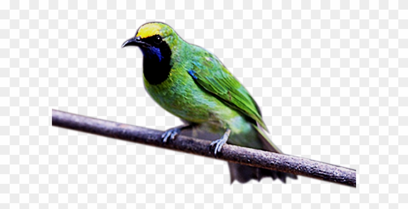 Download Suara Burung Cucak Ijo Kepala Kuning Ini Dibuat - Green Jay #1217762