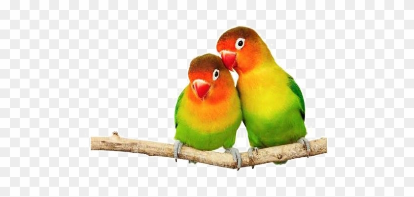 Love Birds Png Transparent Image - Love Birds Png Hd #1217765