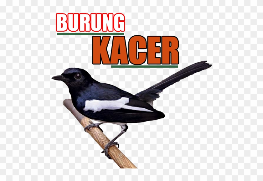 Burung Adalah Angguta Kalumpuk Binatang Batulang Balakang - Kacer Mania #1217804