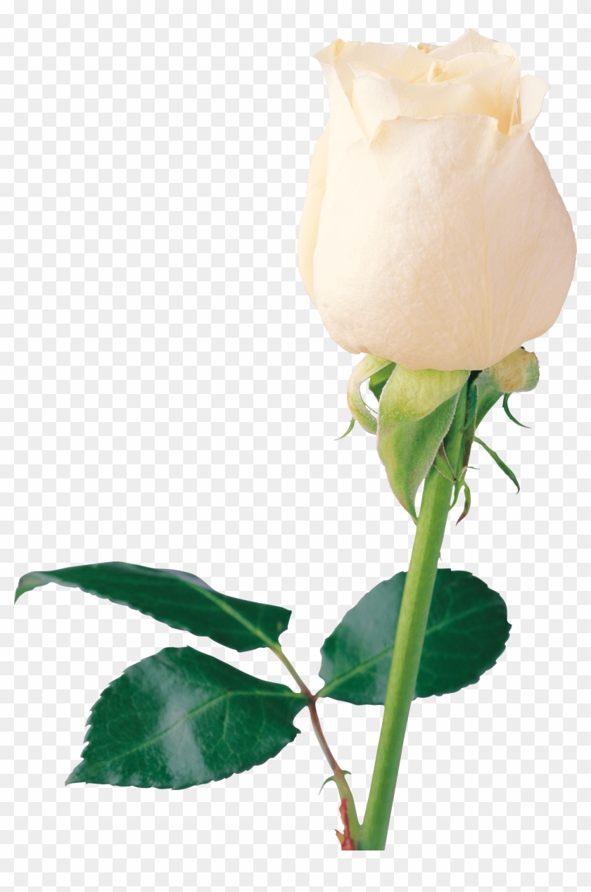 Dead Rising Clipart Rose - White Rose Page #1218034