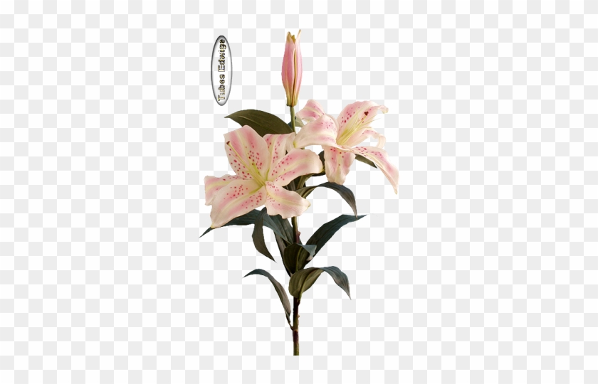 Hebergeur De Site - Stargazer Lily #1218089