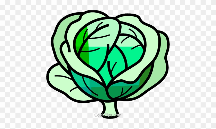 Cabbage - Cabbage Easy Draw #1218095