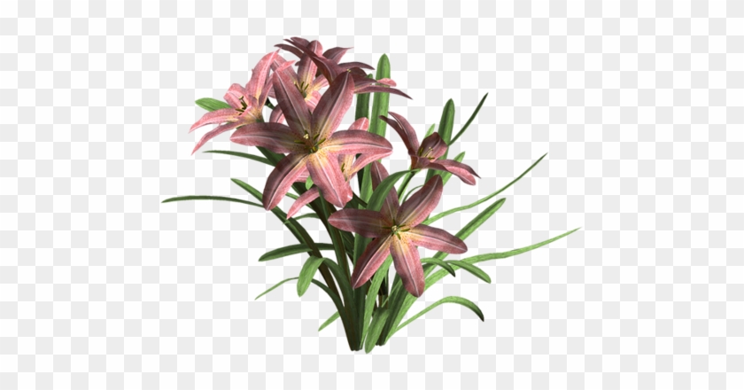 Hebergeur D'image - Lily #1218098