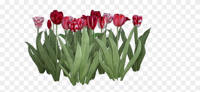 Red Iray - Mental Ray #1218119