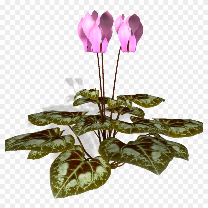 Cyclamen Plante - Autodesk 3ds Max #1218122