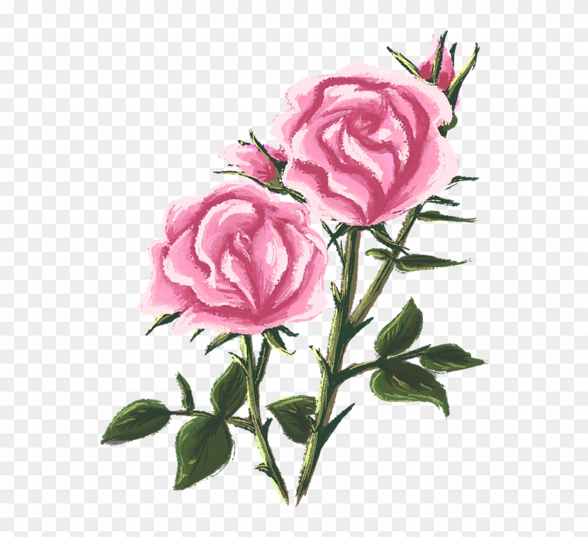 Drawn Rose Bush Blossom - Drawing #1218136