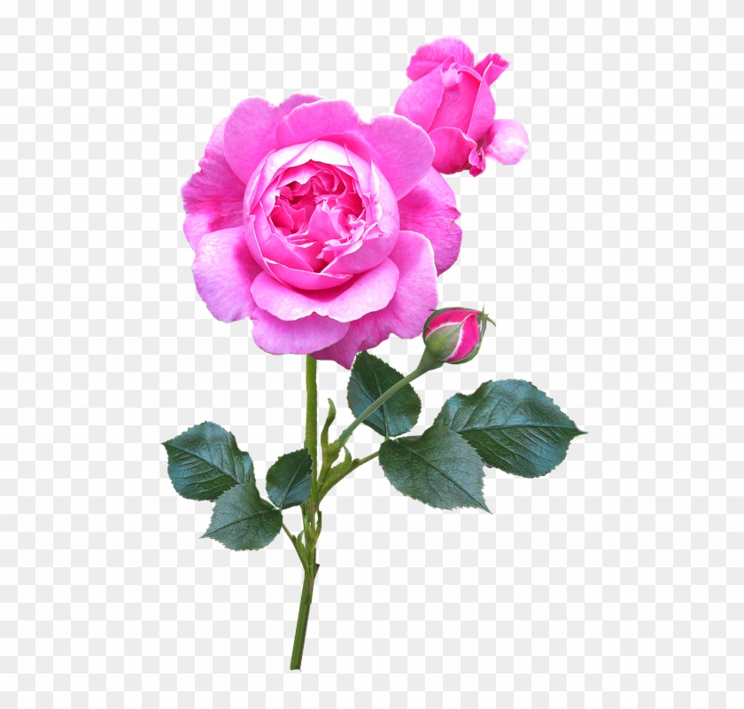 Rose, Pink, Stem, Autumn, Bloom - Pink #1218138