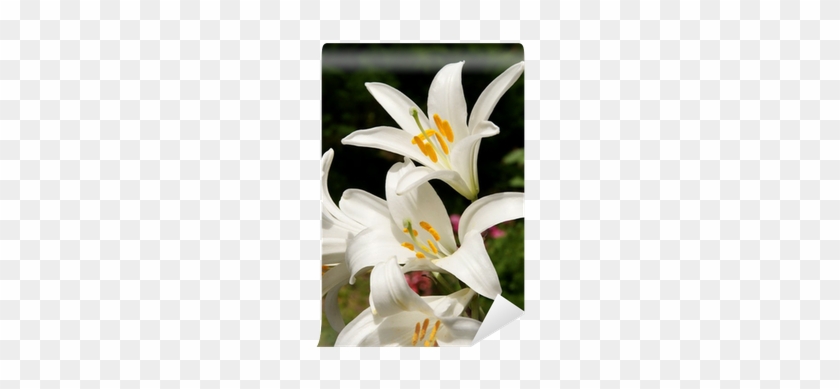 California Fawn Lily #1218142