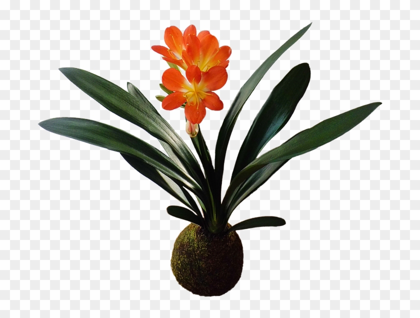 Kokedama Clivia - Garden #1218146