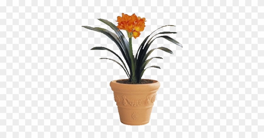 To Najdôležitejšie O Rastlinách A Teplote - Clivia Miniata #1218175