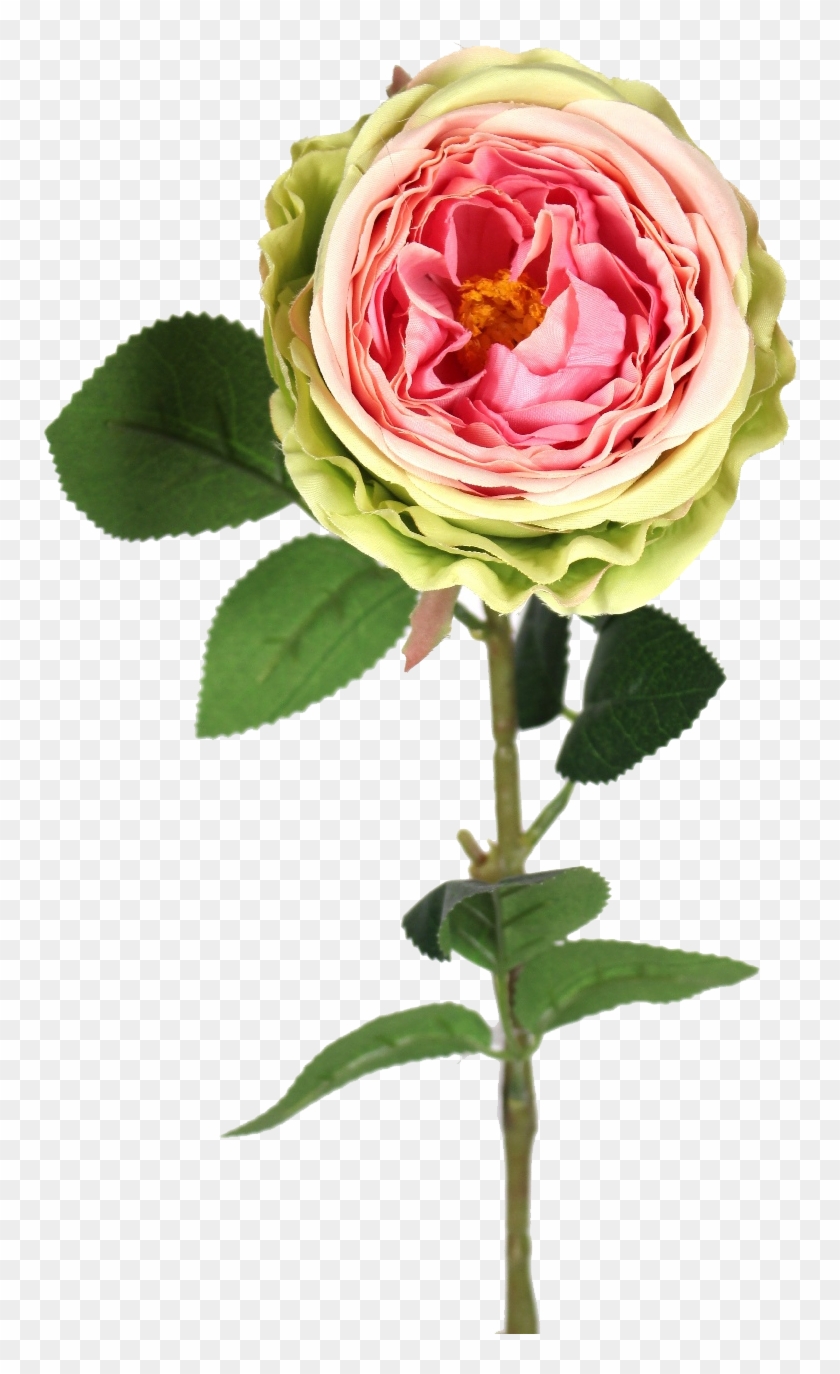 Green Pink Garden Rose - Rose #1218180