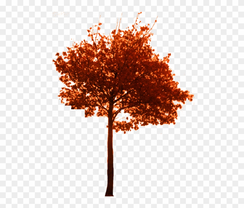 Orangey1 - Plane-tree Family #1218184