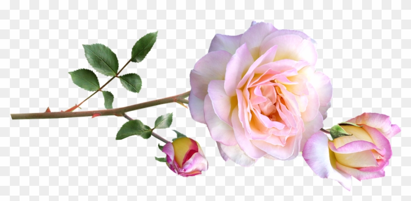 Peace Rose, Stem, Flowers - Rose #1218188