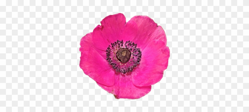 Blossom Bloom Anemone Red Isolated Transpa - Red #1219428