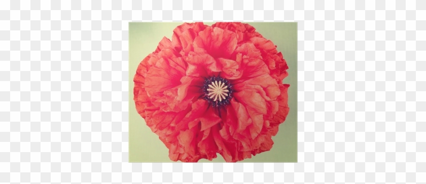 Single Red Poppy Flower On Vintage Background Poster - Corn Poppy #1219431