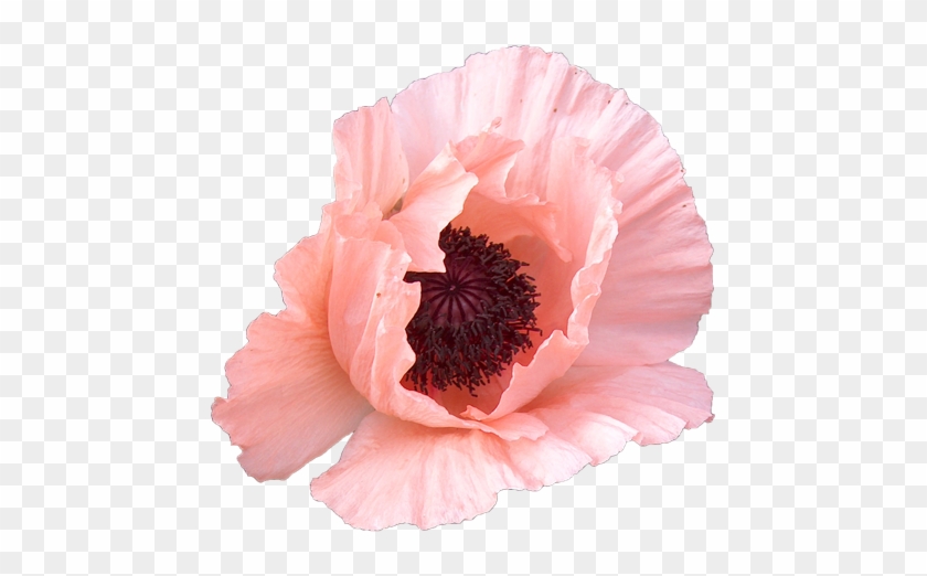 Http - //www - Cltextures - Com/texture-images/6/ - Poppy #1219440