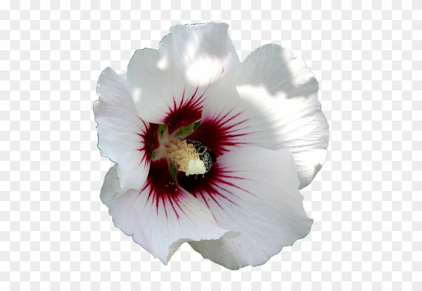 Click And Drag To Re-position The Image, If Desired - Petunia #1219450