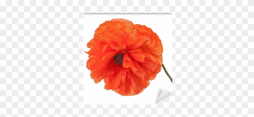 Single Poppy Flower Isolated On White Background - English Marigold #1219455