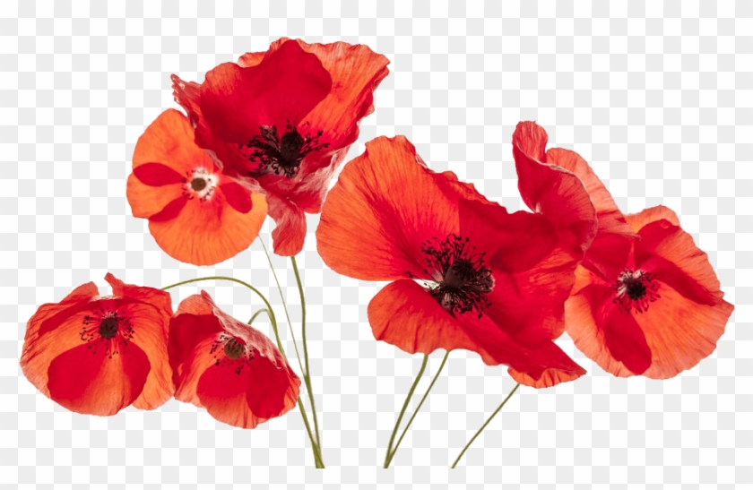 Go To Image - Poppies Png #1219463
