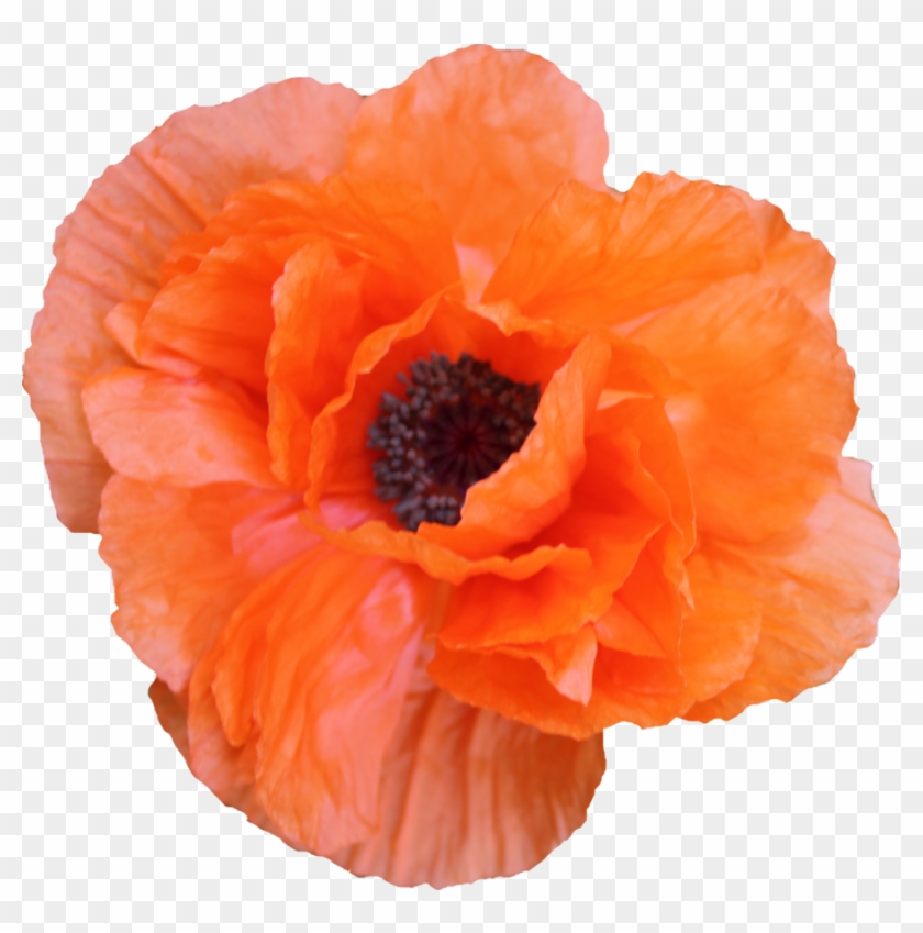 Poppy Png 04 By Thy Darkest Hour - Poppy Png #1219496