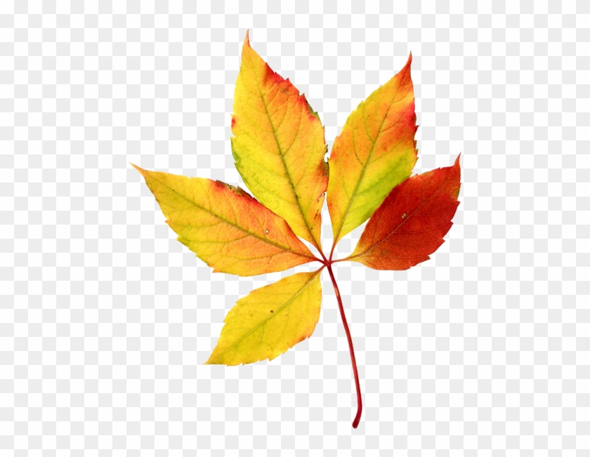 Leaves Halloween Clip Art - Fall Leaf Clip Art #1219524