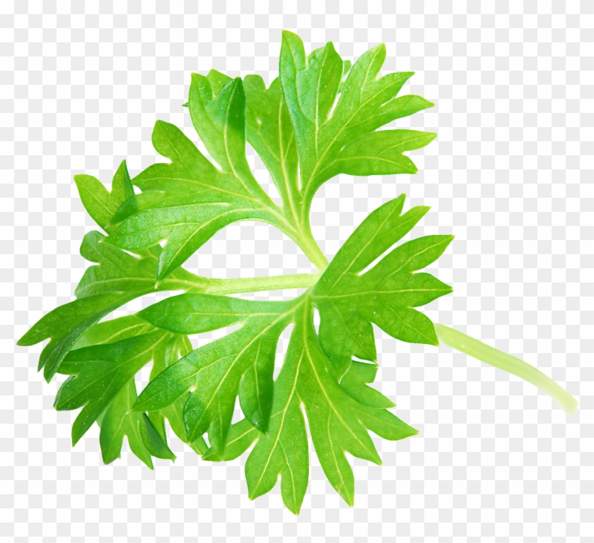 Parsley Leaf Png Image - Parsley Leaves Png #1219641