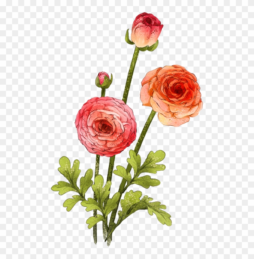 Garden Roses Beach Rose Centifolia Roses Flower Gouache - Garden Roses #1219701