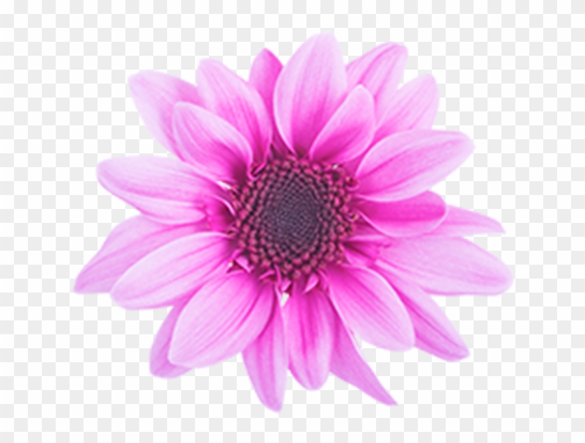 Click To Enlarge Image Pink Novelty Amaze Dark Pink - Click To Enlarge Image Pink Novelty Amaze Dark Pink #1219862