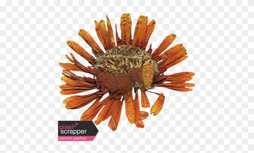 Secret Garden - Elements - Dried Flower - Artificial Flower #1220039