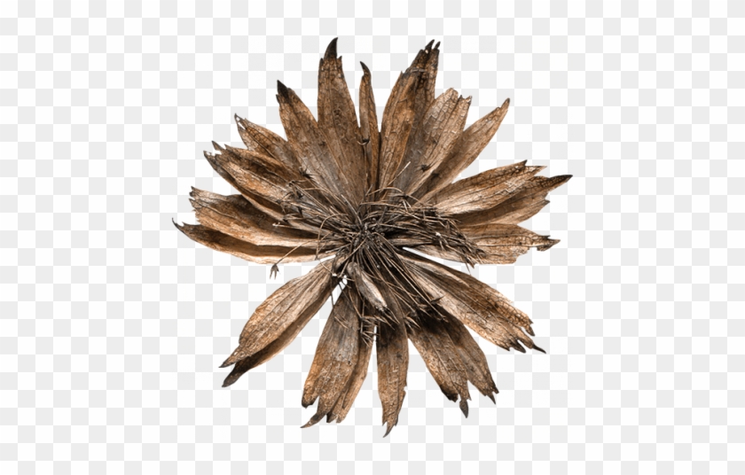 Dried Flower - Bromelia #1220217