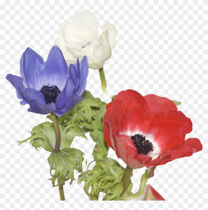 Anemone - Anemone #1220246