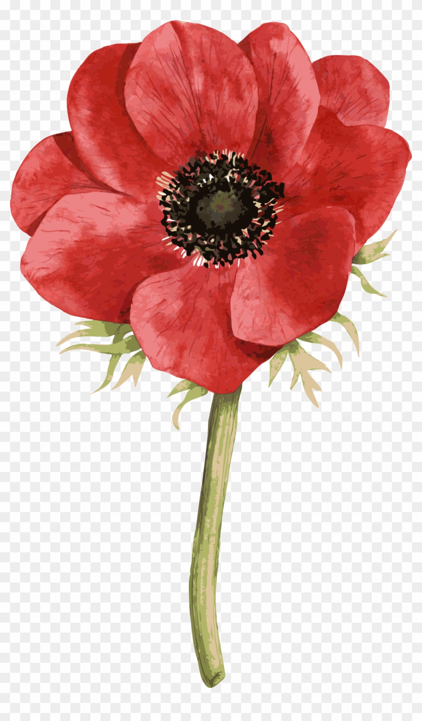 Red Hand-painted Roses - Anemone Coronaria Watercolour #1220324