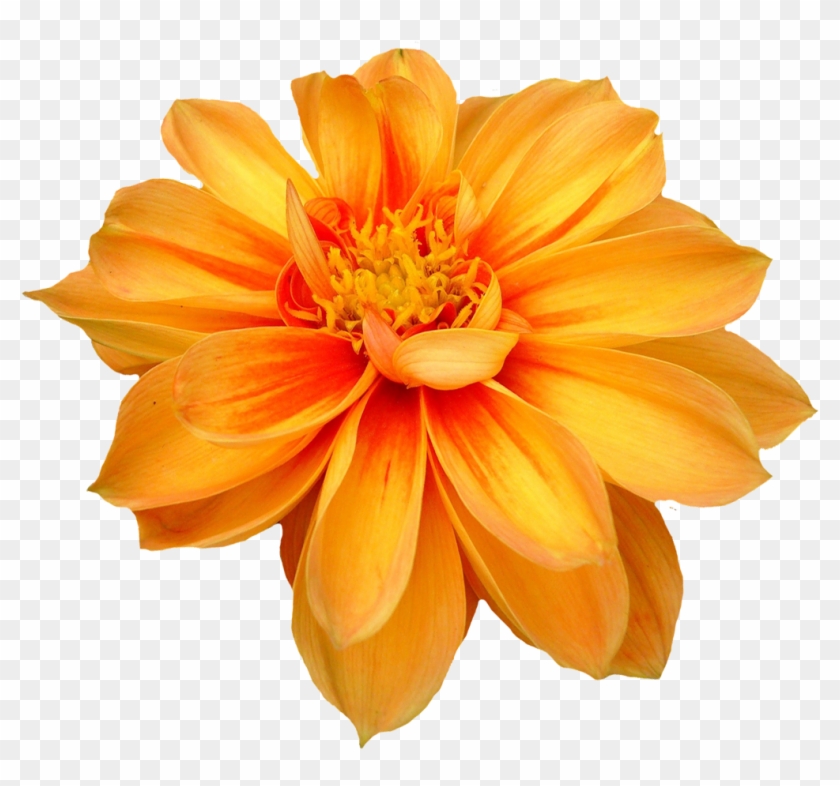 Dahlia Flower Png Orange Transparent Image 6470 Transparentpng - Flower Transparent #1220386