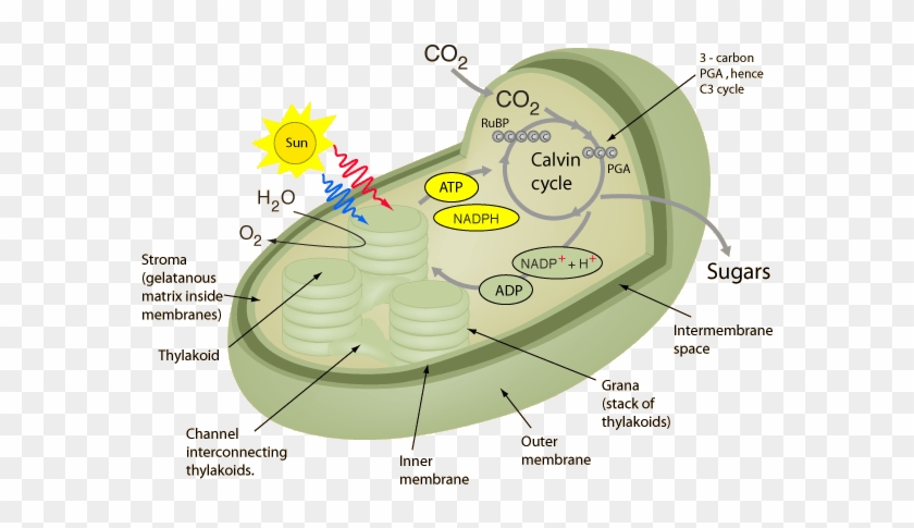 Photosynthesis And Cellular Respiration Essay Diamond - Calvin Cycle 3d Model #1220470