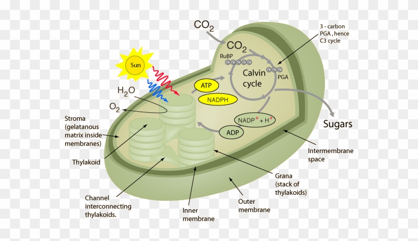 Photosynthesis And Cellular Respiration Essay Diamond Calvin Cycle 3d Model Free Transparent Png Clipart Images Download
