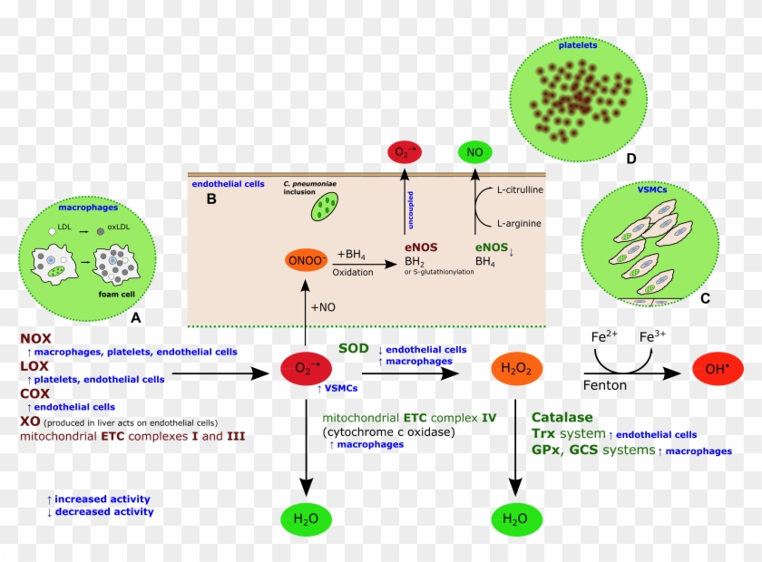 Essay On Prevention Of Heart Disease The General Term - Oxidative Stress In Cardiovascular Disease #1220494